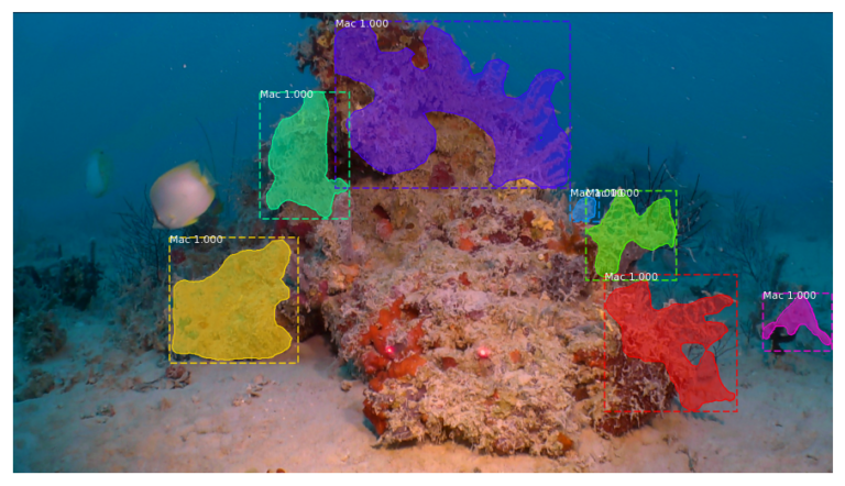 Jaxon AI prediction of seafloor habitat segmentation — colored polygon labels over coral reef imagery